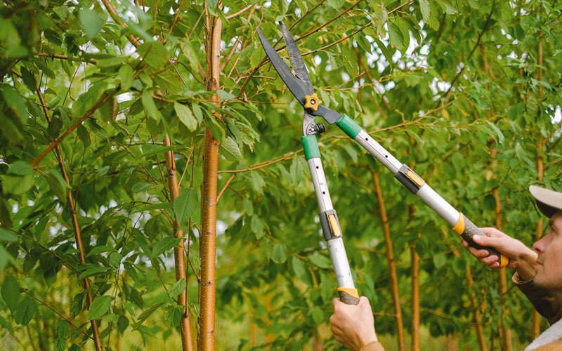 Tree trimming in Wakonda, SD