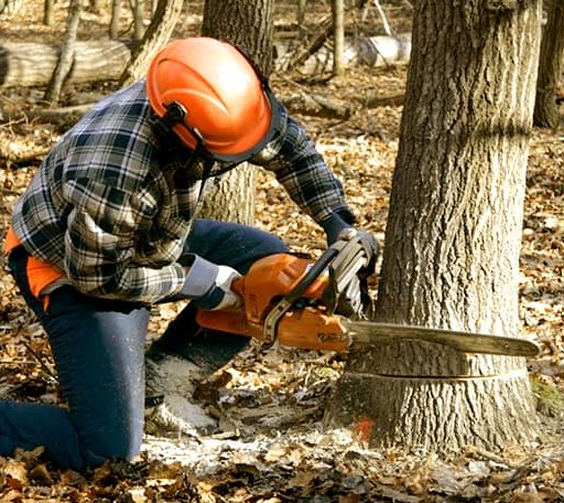 Tree Removal in Wakonda, SD